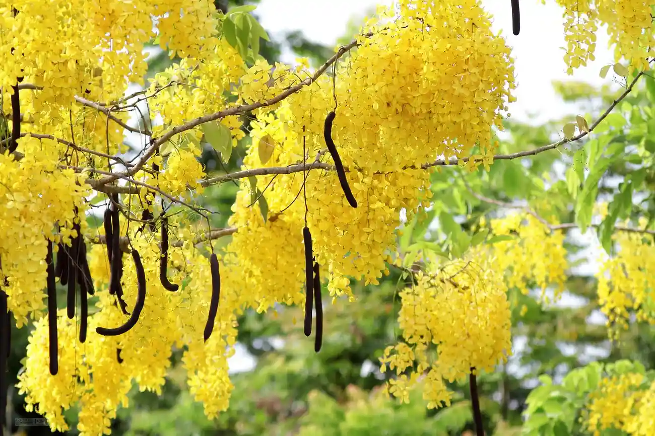 Garmado Plant